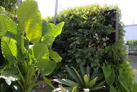 贝博艾佛森 吴江城市绿化带种植什么植物比较好